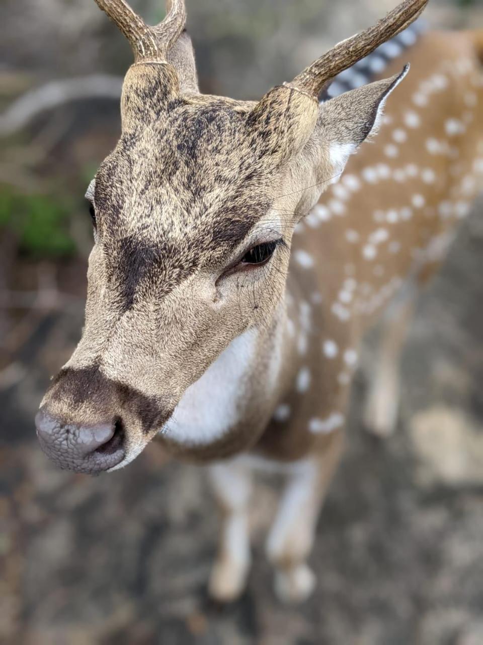 Nice View Safari Villa 우다왈라웨 외부 사진